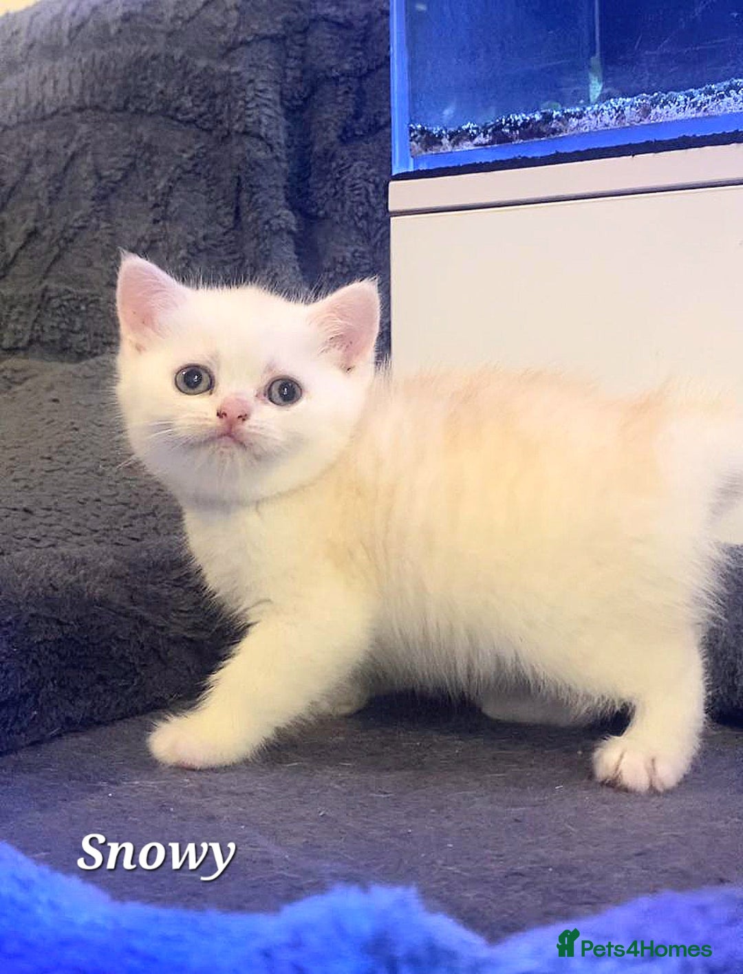 British Shorthair cats for sale: British shorthair babies  - Image 17