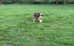 German Shepherd dogs for sale: Super Friendly&Family-Raised Nico Ready For A Home - Image 4