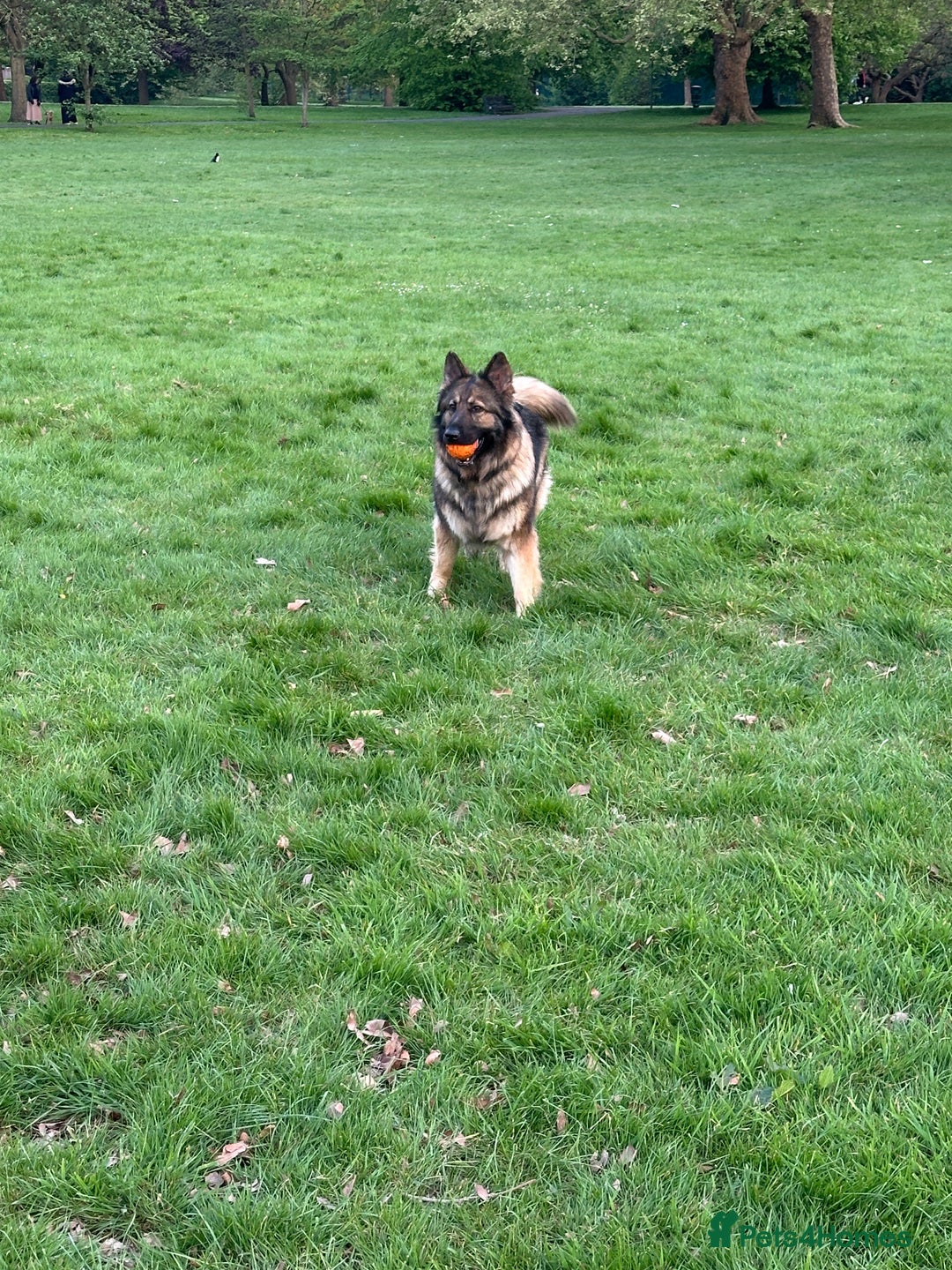 German Shepherd dogs for sale: Super Friendly&Family-Raised Nico Ready For A Home - Image 4