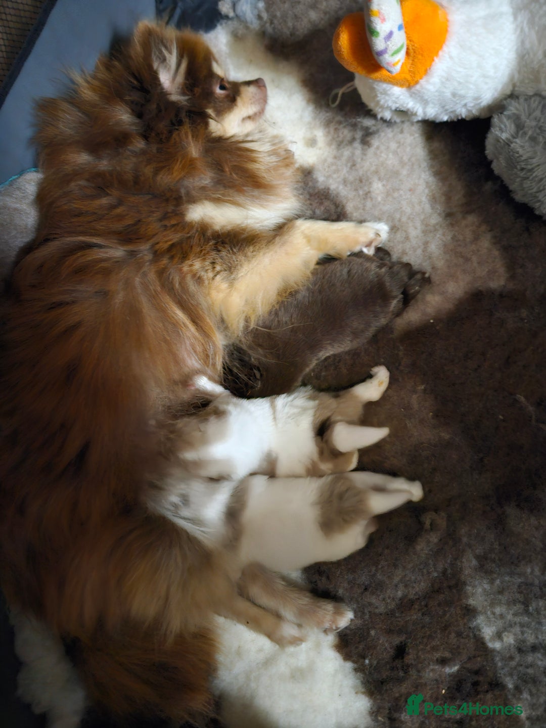Pomeranian dogs for sale: PARTI MERLE QUALITY KC POMERANIANS - Image 33