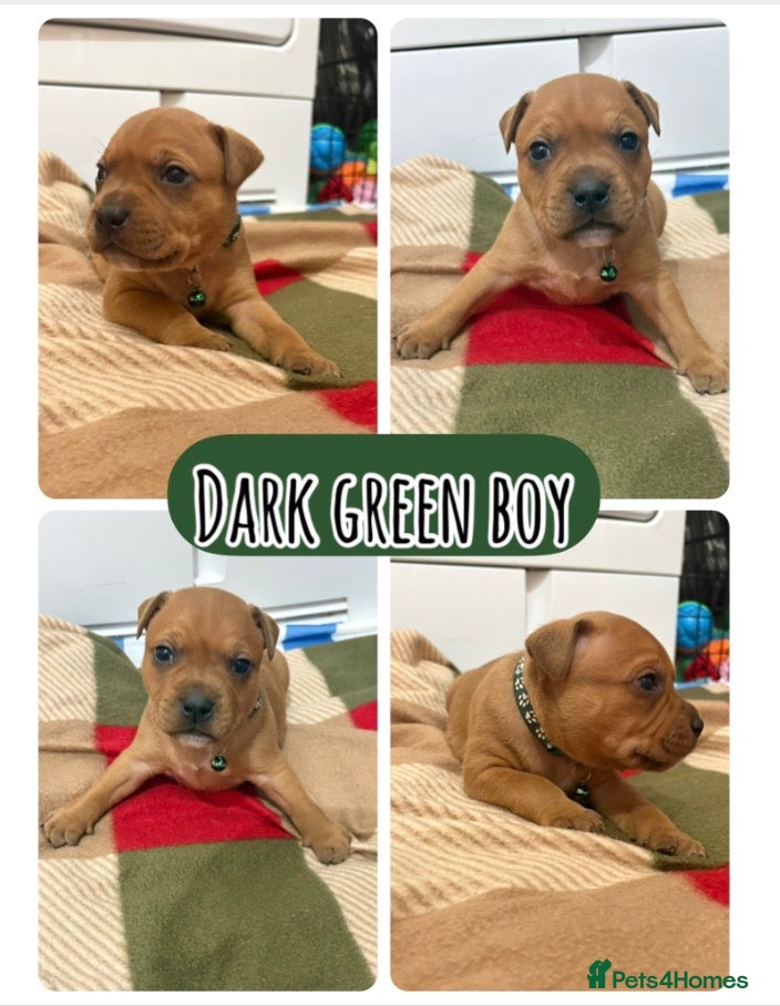 Staffordshire Bull Terrier dogs 1💙🔥🔥STUNNING RED STAFF BULL TERRIER PUPPIES🔥🔥 - Advert 6