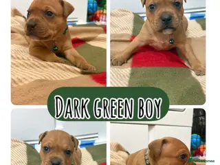 Staffordshire Bull Terrier dogs 1💙🔥🔥STUNNING RED STAFF BULL TERRIER PUPPIES🔥🔥 - Advert 6