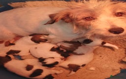 Jack Russell dogs for sale: Pedigree jack russels - Image 1