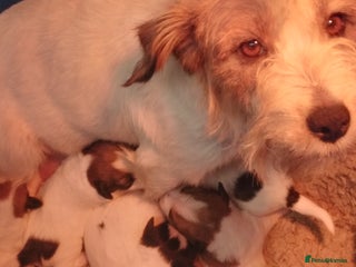 Jack Russell dogs - Advert 1