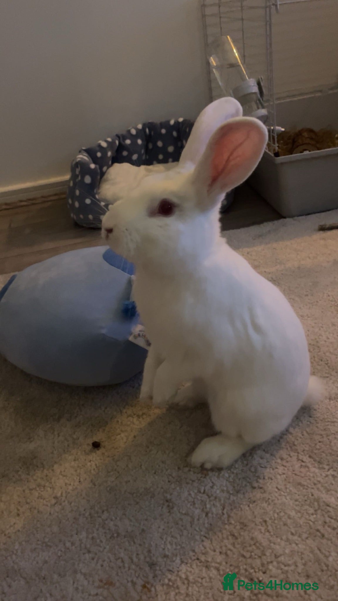 New Zealand rabbits Beano - Advert 1