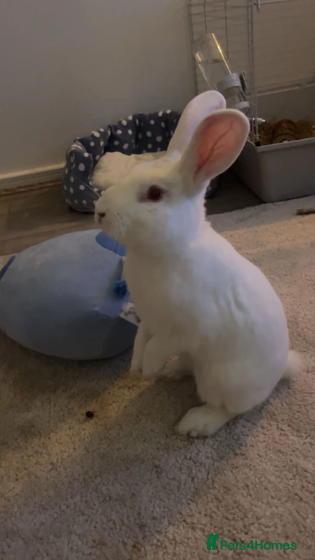 New Zealand rabbits for sale: Beano - Advert 2