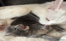 Maine Coon cats for sale: Maine Coon Kittens for sale - Image 15