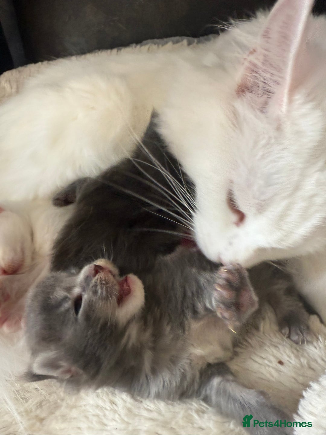 Maine Coon cats for sale: Maine Coon Kittens for sale - Image 15