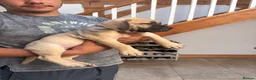 Boerboel dogs for sale: South African boerboel - Advert 24