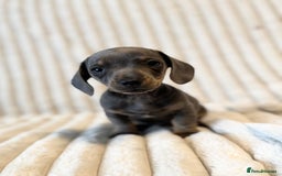 Miniature Dachshund dogs for sale: LAST 2 BOYS Miniature smooth Dachshund puppies - Image 1
