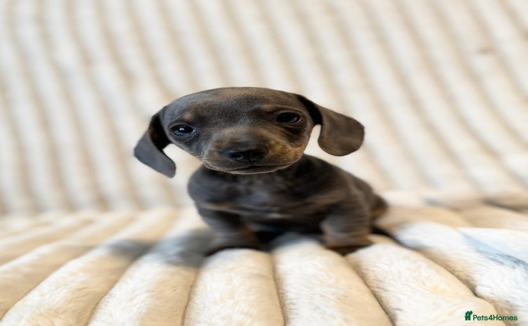 Miniature Dachshund dogs - Advert 13