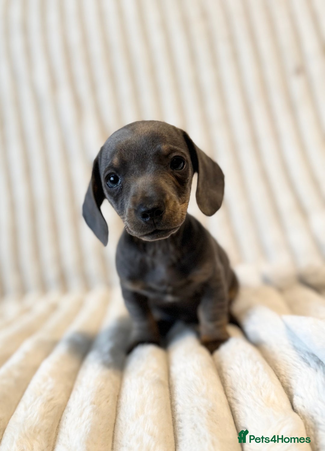 Miniature Dachshund dogs for sale: LAST 2 BOYS Miniature smooth Dachshund puppies - Image 1