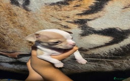 Chihuahua dogs for sale: Gorgeous Chihuahua Puppies Looking 4 Forever Homes - Image 7