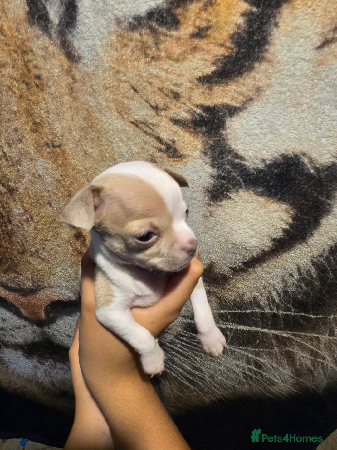 Chihuahua dogs for sale: Gorgeous Chihuahua Puppies Looking 4 Forever Homes - Image 7