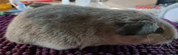 Guinea Pig rodents for sale: Silver and white Rex bred Boar and Sows - Advert 6