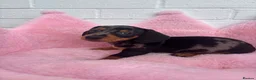 Dachshund dogs for sale: Minature Dachshund pups - Advert 15