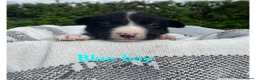 Border Collie dogs for sale: ☀️Stunning Border Collie Puppies☀️ - Advert 8