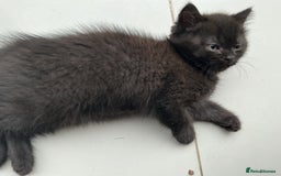 British Shorthair cats for sale: Fabulous colours playful healthy BSH kittens, rare - Image 31
