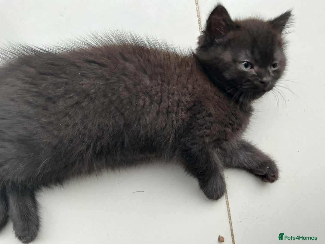 British Shorthair cats for sale: Fabulous colours playful healthy BSH kittens, rare - Image 31