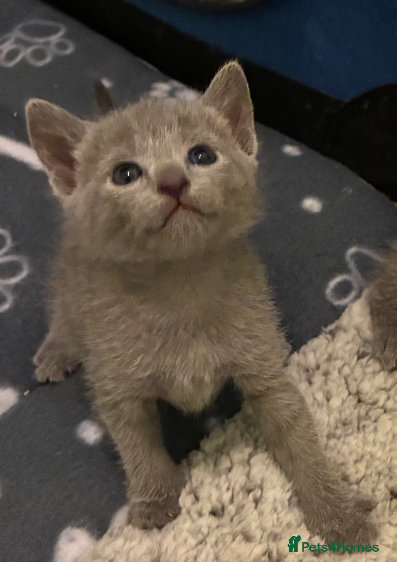 Russian Blue cats TICA 5* pedigree Russian Blue Kittens - Advert 2