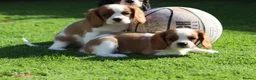 Cavalier King Charles Spaniel dogs for sale: Beautiful Cavalier King Charles Spaniel puppies - Advert 7