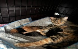 British Shorthair cats for sale: BRITISH SHORTHAIR CROSS OCICAT KITTENS - Image 10