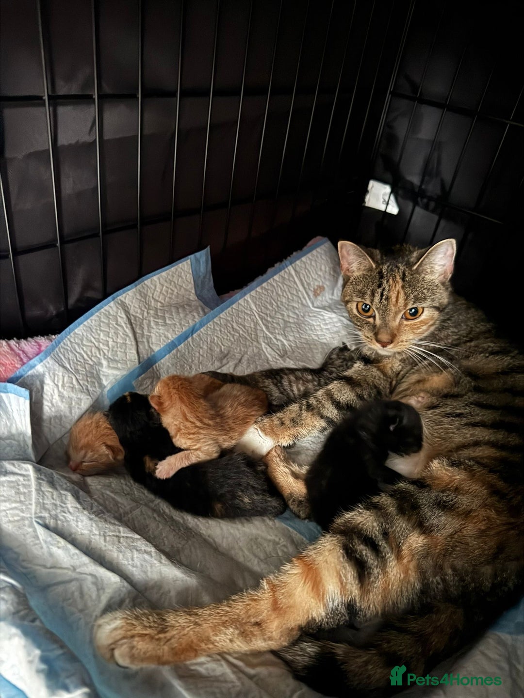 British Shorthair cats for sale: BRITISH SHORTHAIR CROSS OCICAT KITTENS - Image 10