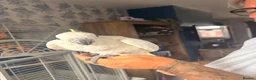 Cockatoo birds for sale: Greater sulphur Crescent cockatoo in Harlow - Advert 5