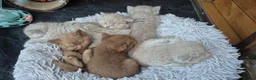 British Shorthair cats for sale: British shorthair kittens fawn and chocolate males - Advert 7