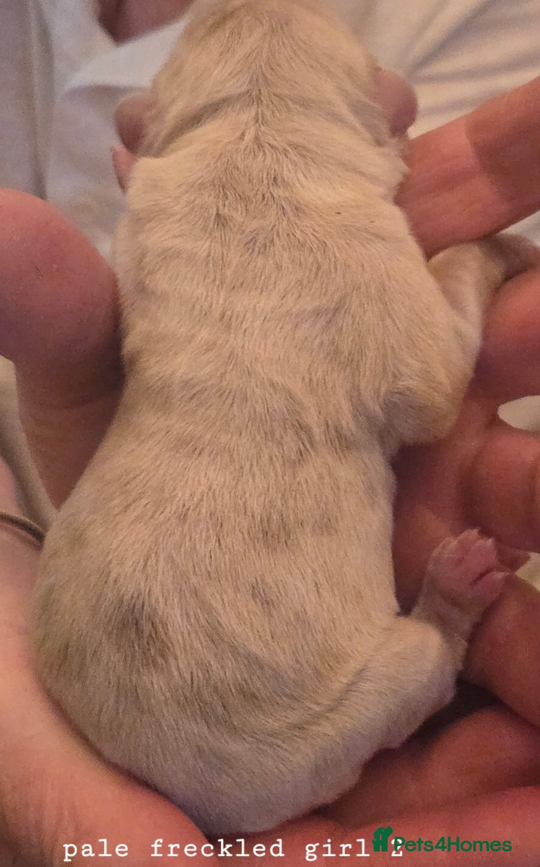 Olde English Bulldogge dogs for sale: Mammut : Fluffy Olde English Bulldog puppies. - Advert 32