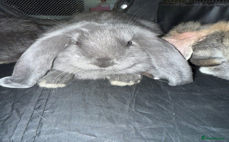 French Lop rabbits - Advert 1