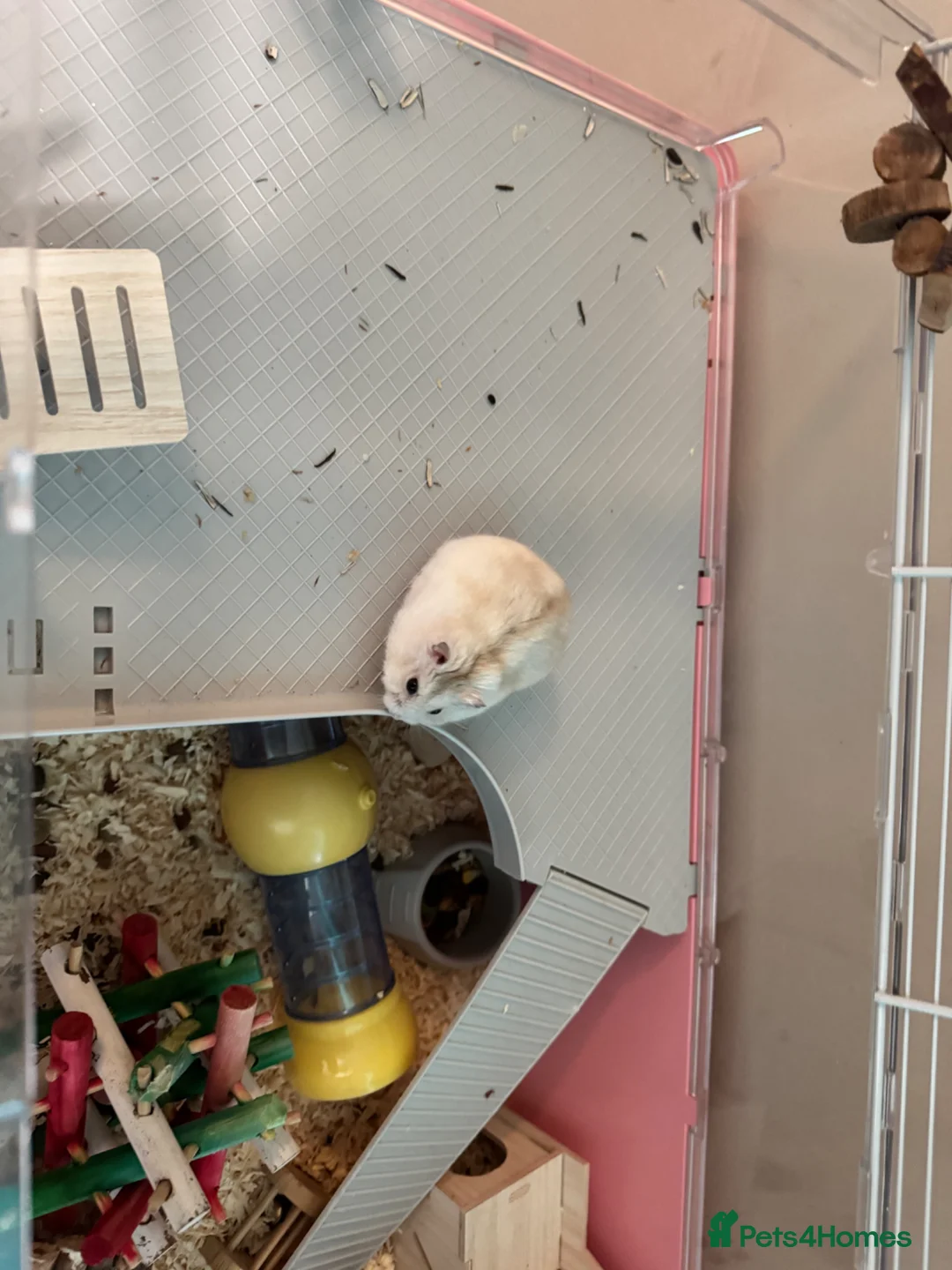 Hamster rodents for sale: Lovley hamster  in Newquay - Advert 2