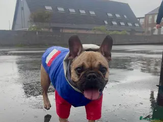 French Bulldog dogs French bulldog for rehoming - Advert 4