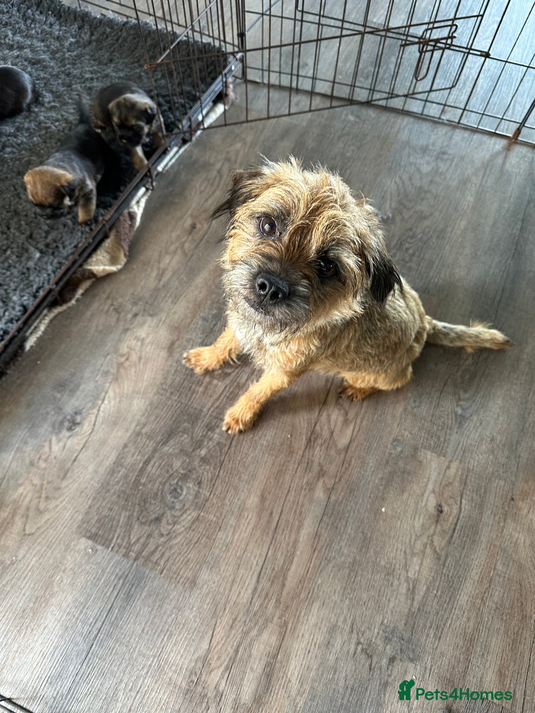Border Terrier dogs for sale: Beautiful border terrier pups - Image 3