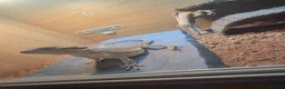 Bearded Dragon reptiles for sale: 2 Bearded dragon  - Advert 10