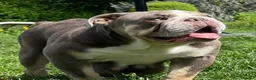 English Bulldog dogs for sale: KC Registered English Bulldog - Advert 1