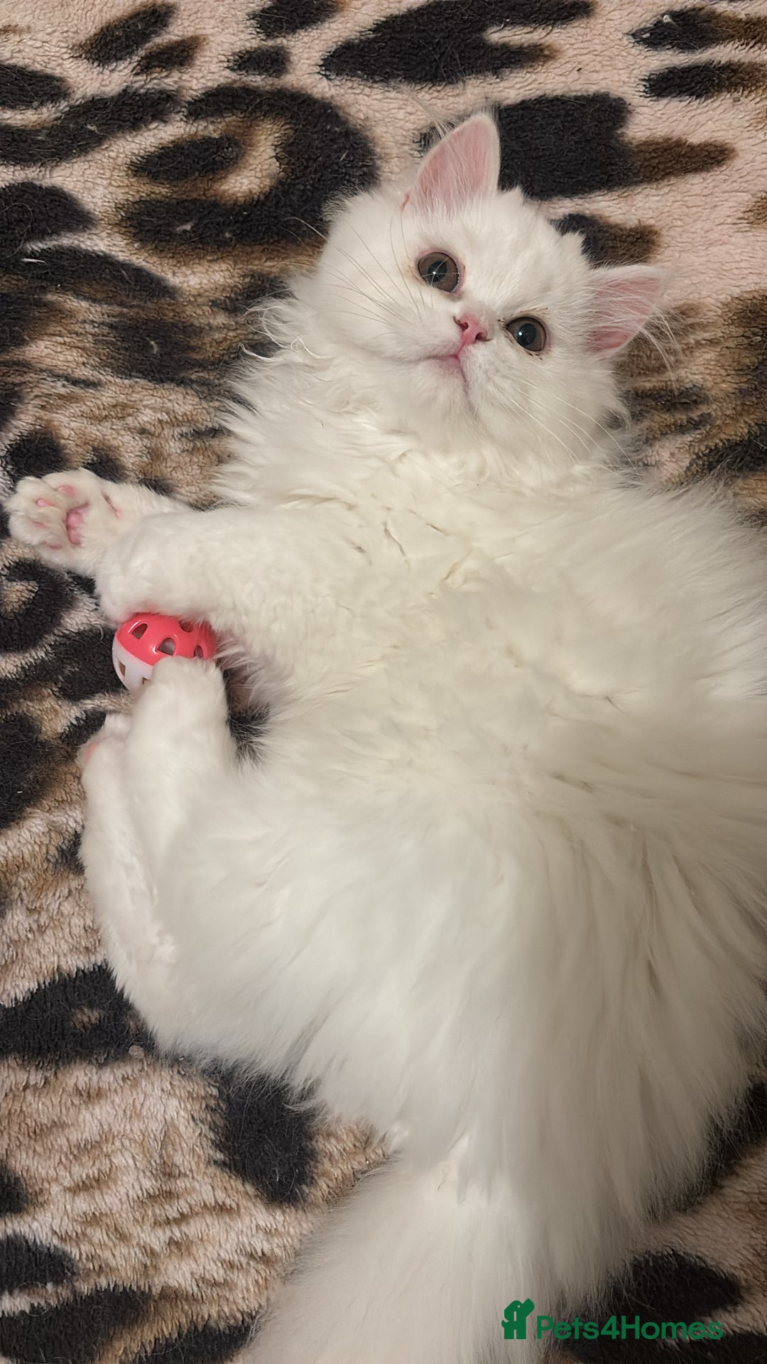 Persian cats for sale: Pure Persian baby's looking lovely home   - Advert 10