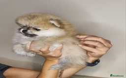 Pomeranian dogs for sale: CHAMPION BLOODLINE 3 female 1 male - Image 8