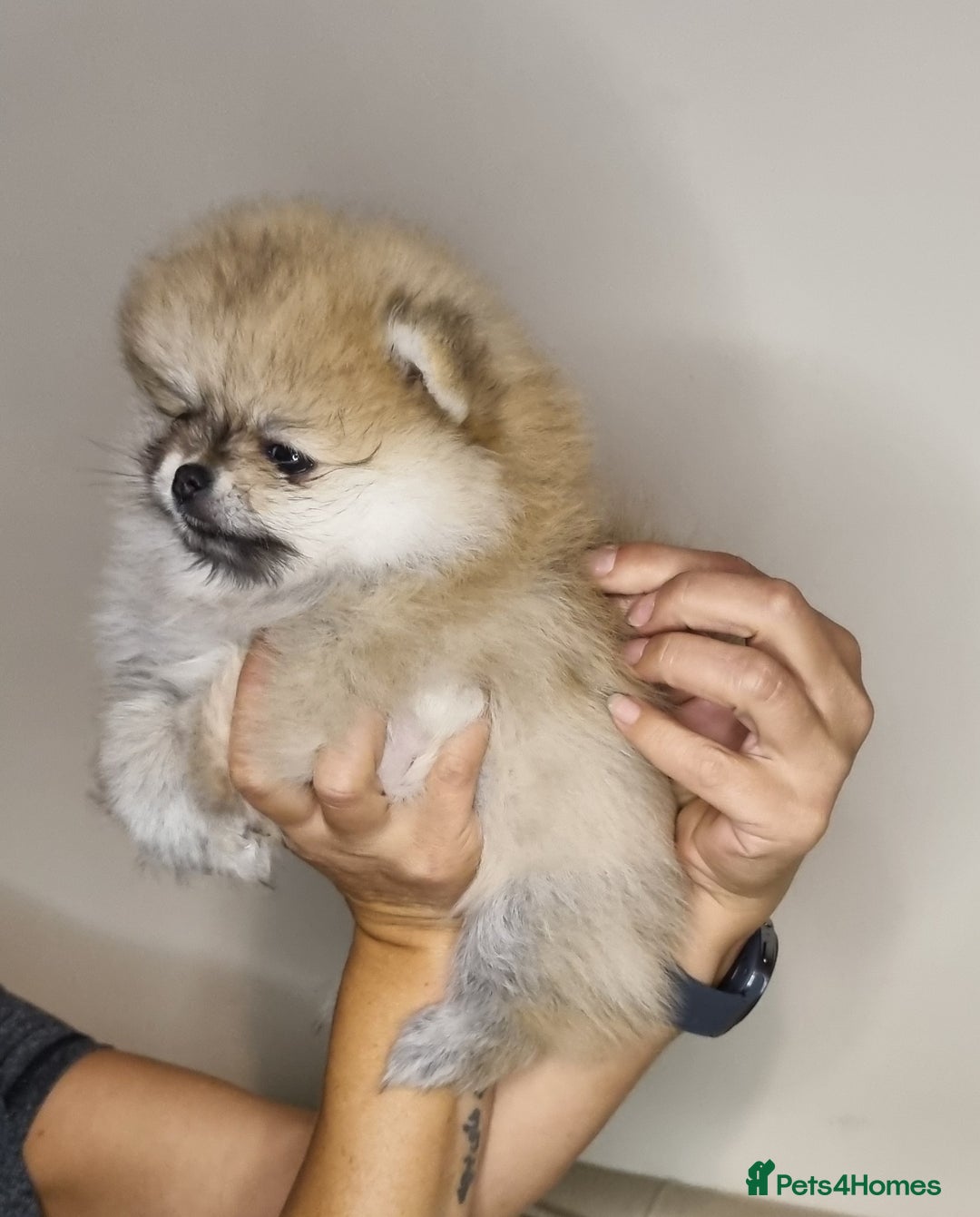 Pomeranian dogs for sale: CHAMPION BLOODLINE 3 female 1 male - Image 8