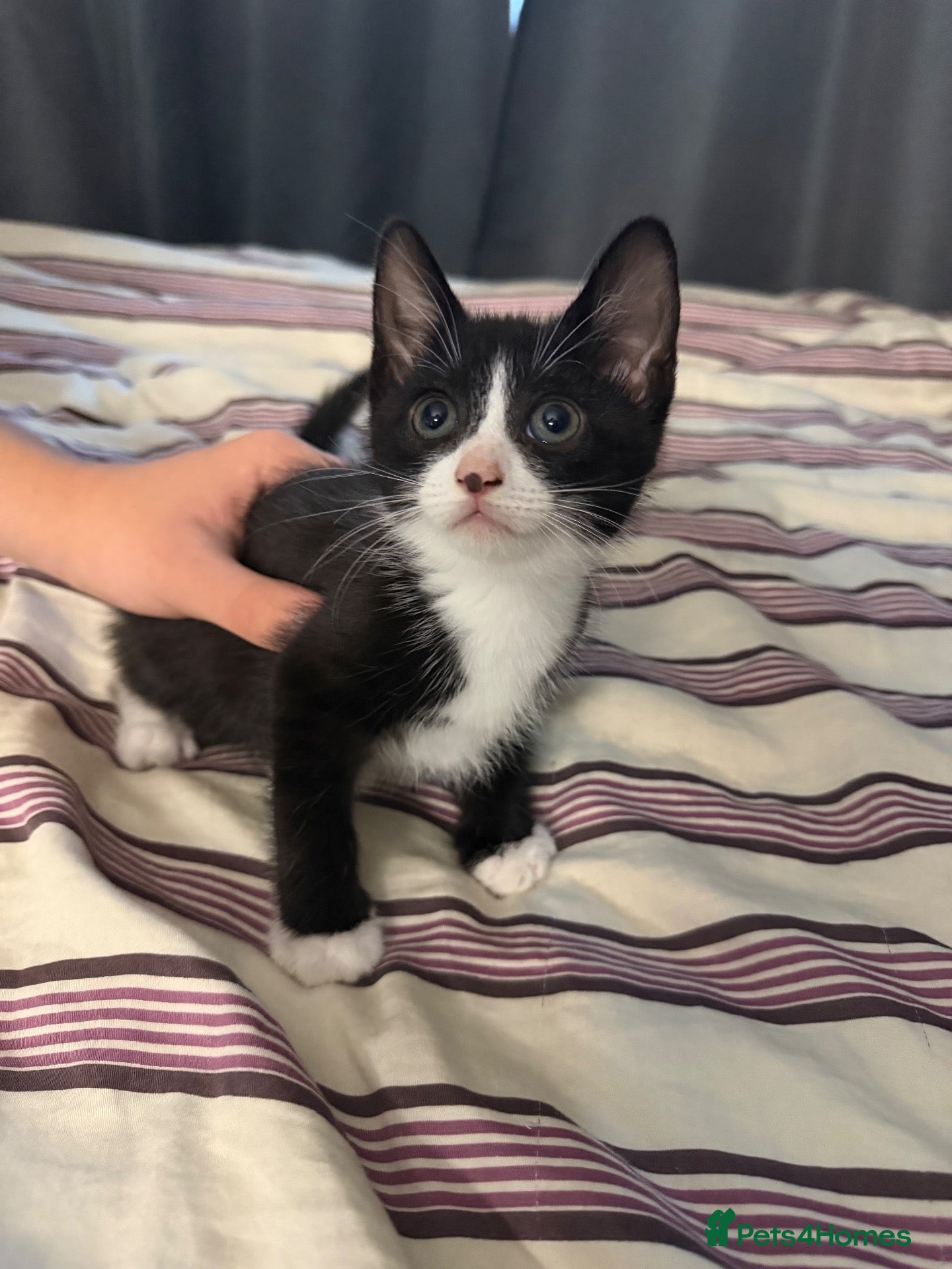 Mixed Breed cats Blakely  - Advert 2