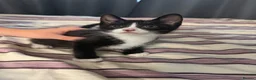 Mixed Breed cats for sale: Blakely  - Advert 3