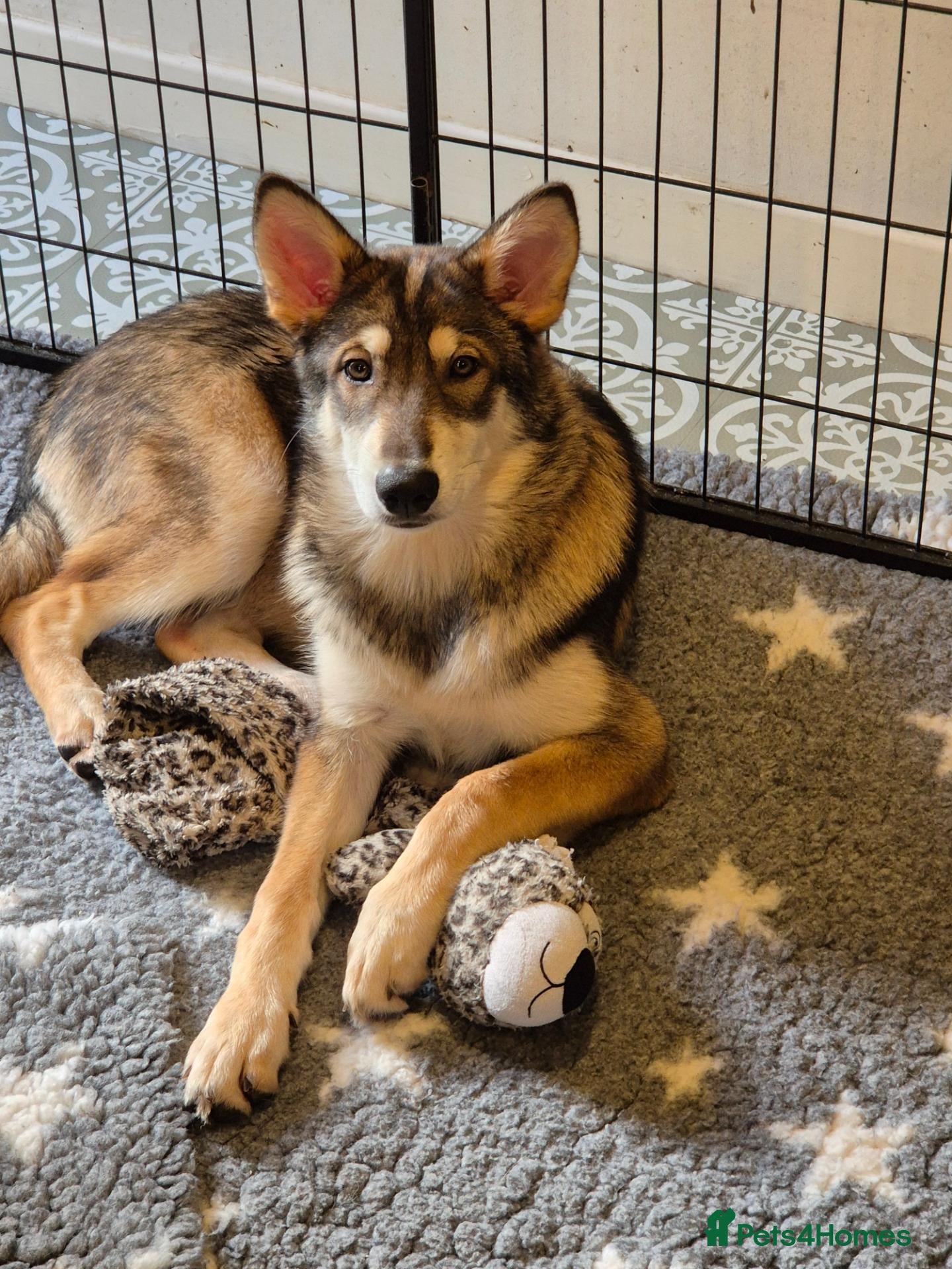 Saarloos Wolfdog dogs for sale: 1 beautiful girl - vaccinated and ready to leave - Advert 1