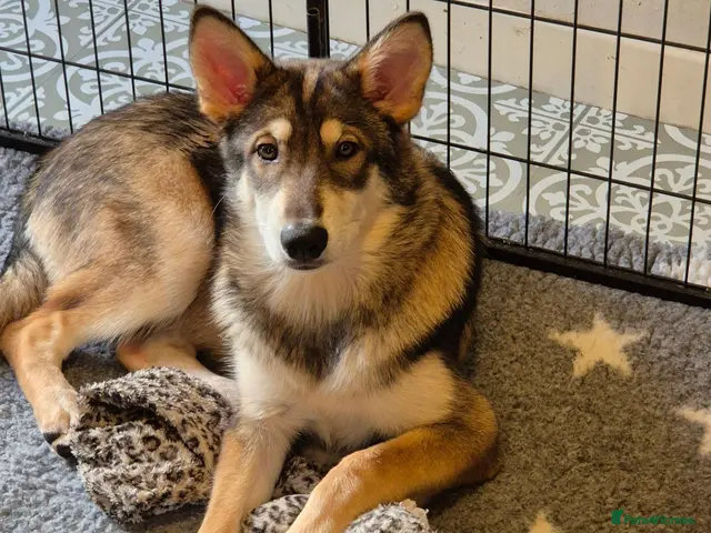 Saarloos Wolfdog dogs for sale: 1 beautiful girl - vaccinated and ready to leave - Advert 1