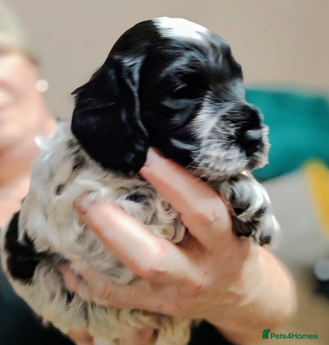 Cockapoo dogs for sale: F3 cockapoo  - Image 24