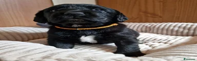 Springador 8