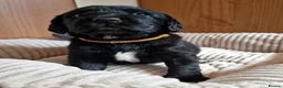Springador dogs for sale: BEAUTIFUL SPRINGADOR PUPPIES - Advert 17