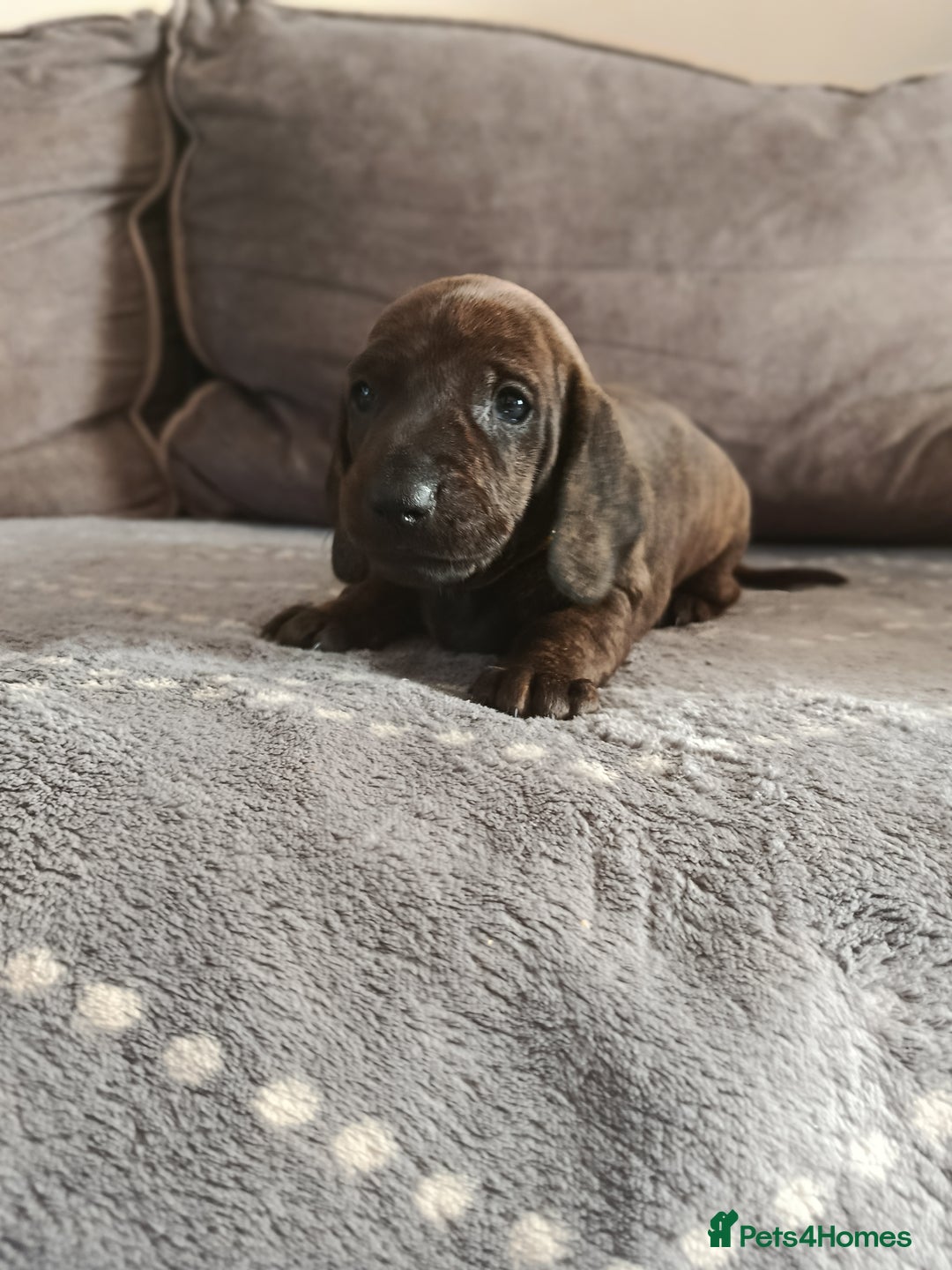 Dachshund dogs for sale: Champions Line/Show Quality Standard Dachshund - Advert 36