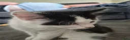 Mixed Breed cats for sale: Black and white kitten - Advert 3
