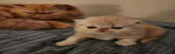 Persian cats for sale: Little Clouds of Softness–Persian Kittens for Sale in Norwich - Advert 12