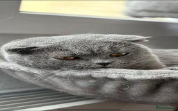 Scottish Fold cats for sale: 🐱TICA Scottish fold & Scottish straight kittens  - Image 7